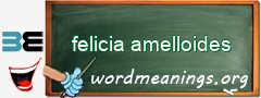 WordMeaning blackboard for felicia amelloides